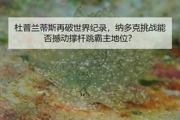 du-pu-lan-di-si-zai-po-shi-jie-ji-lu-na-duo-ke-tiao-zhan-neng-fou-han-dong-cheng-gan-tiao-ba-zhu-di-wei-2-475.jpg